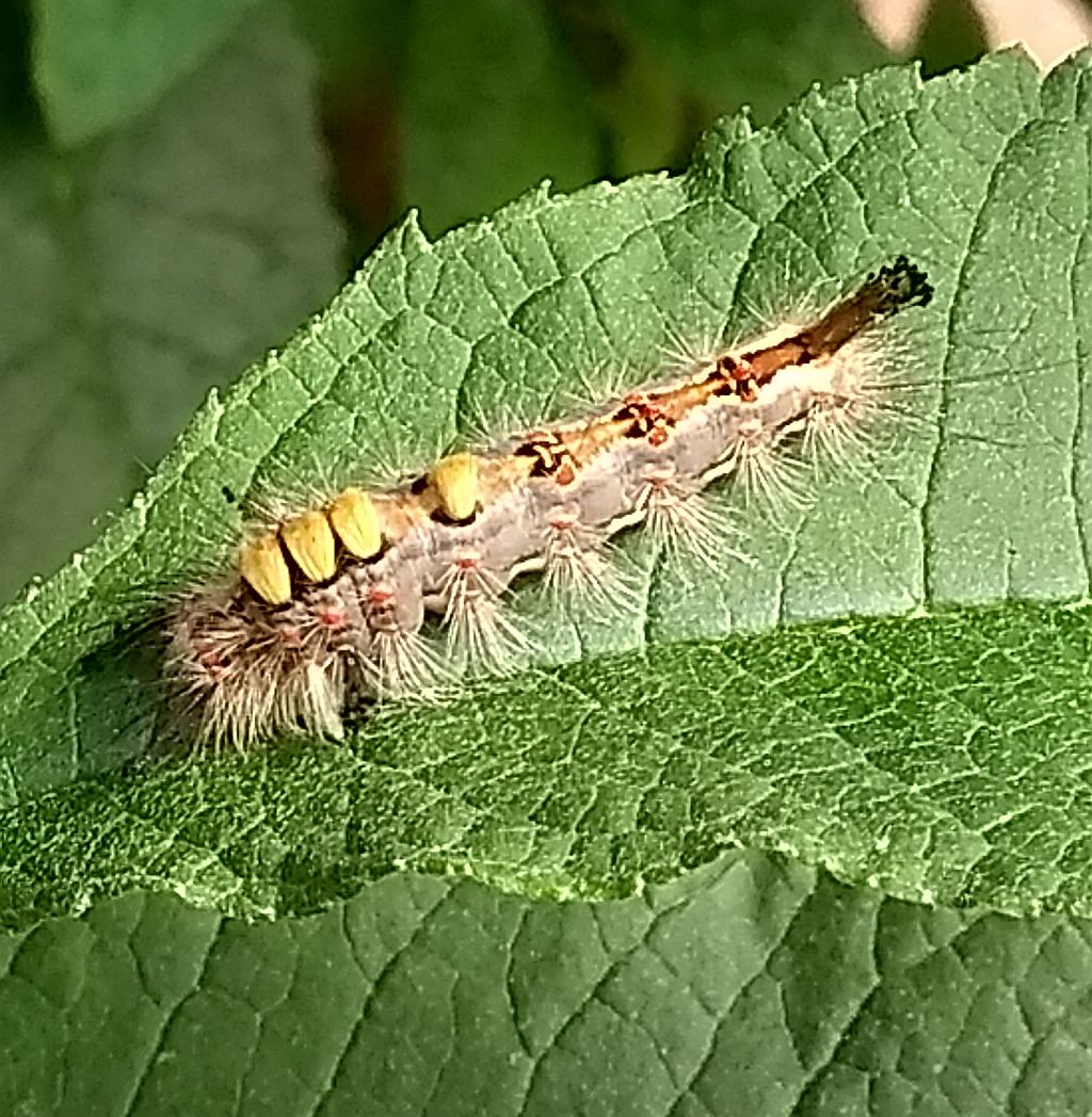  Vapourer Moth Caterpillar 